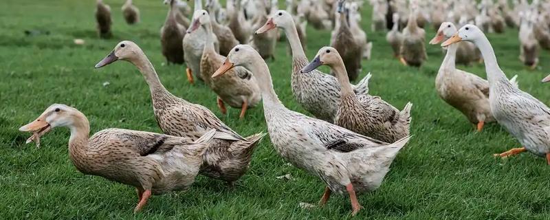 鸭子有多少条腿，只有两条腿