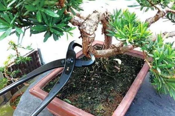 罗汉松的造型时间，在7-8月间进行