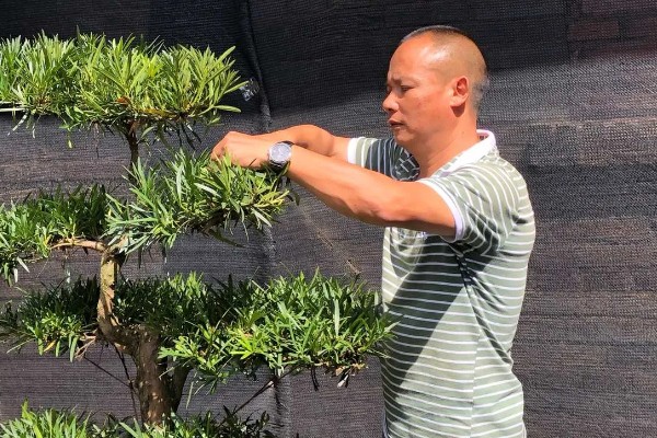 罗汉松的造型时间，在7-8月间进行