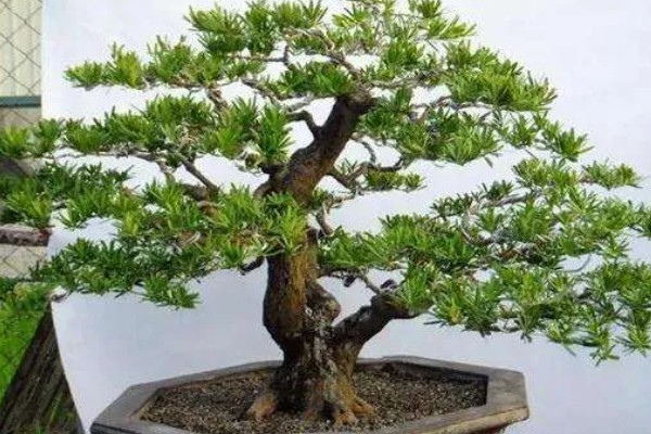 罗汉松的造型时间，在7-8月间进行