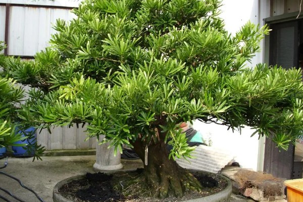 罗汉松的造型时间，在7-8月间进行