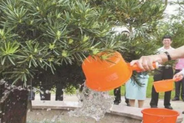 罗汉松的造型时间，在7-8月间进行