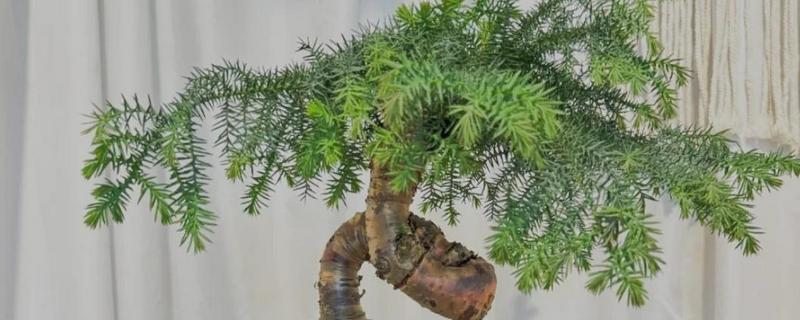 澳洲杉叶子发黄如何处理，遇到强光时要剪除黄叶并放在阴凉处养护