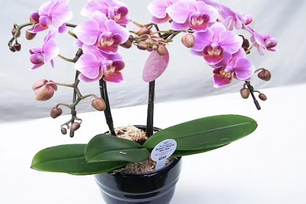 蝴蝶兰怎么种植,夏季不能受到强光直射