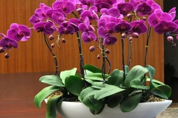 蝴蝶兰怎么种植,夏季不能受到强光直射