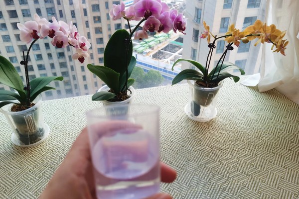 蝴蝶兰怎么种植,夏季不能受到强光直射