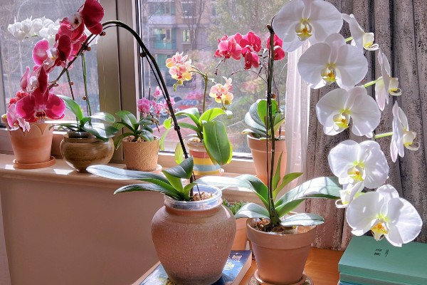 蝴蝶兰怎么种植,夏季不能受到强光直射