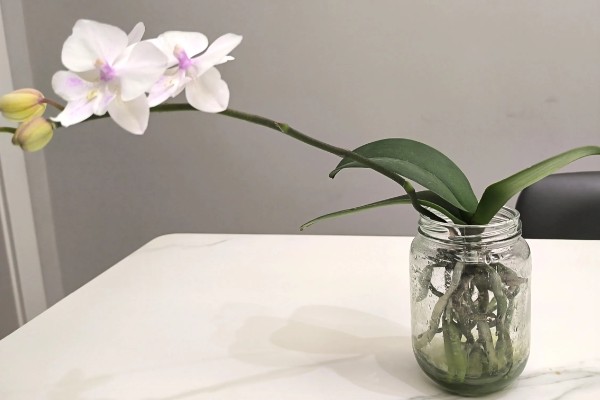 蝴蝶兰怎么种植,夏季不能受到强光直射