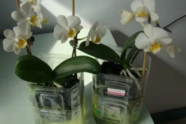 蝴蝶兰怎么种植,夏季不能受到强光直射