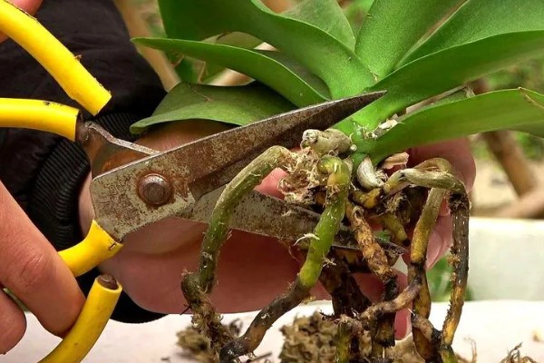 蝴蝶兰怎么种植,夏季不能受到强光直射