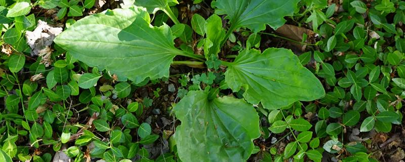 大车前草与平车前草的区别，叶片和果实均不同