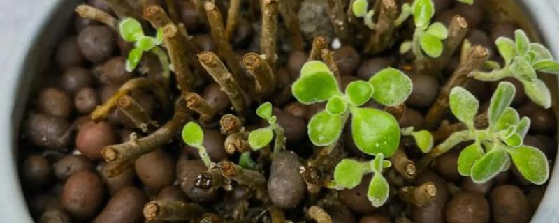 碰碰香的扦插方法，用多菌灵消毒并晾干后再插入土壤中