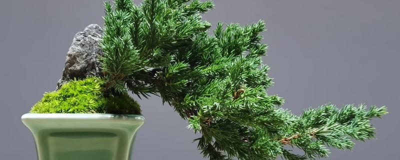 盆景地柏的寓意，寓意长寿