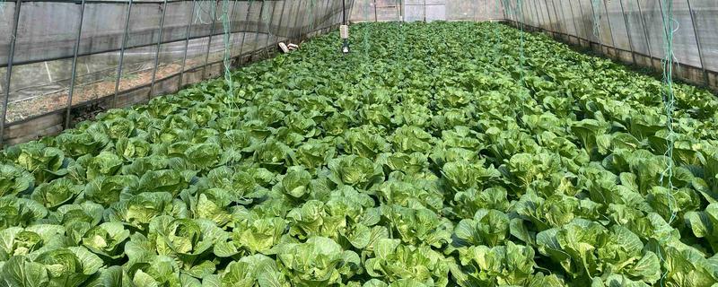 棚菜怎么施用冲施肥，追肥要与冲施肥相结合