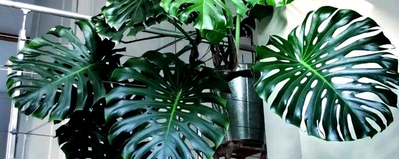 龟背竹能不能浇啤酒，浇灌后能让叶片更加碧绿