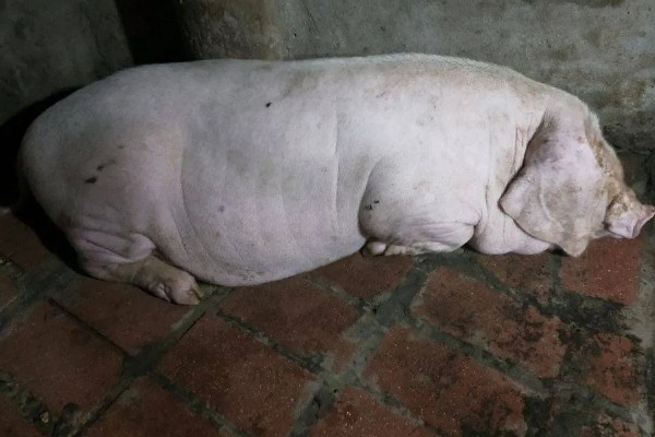 母猪拉干粪的有效的治疗方法，夏季一定要保证丰富的饮水