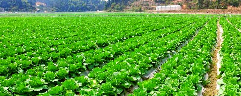 大白菜什么时候种植，早熟品种可在7-8月份播种