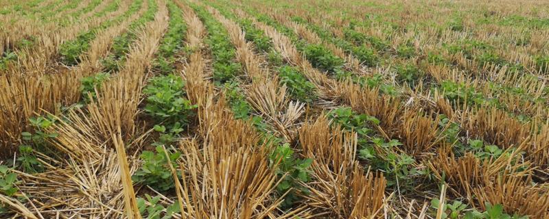 套种花生怎么管理，齐苗后要中耕