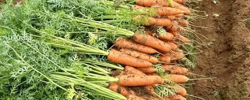 胡萝卜怎么增产，长出3-4片真叶时要追肥