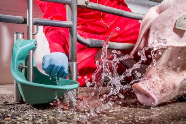 母猪拉干粪的有效的治疗方法，夏季一定要保证丰富的饮水