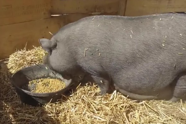 母猪拉干粪的有效的治疗方法，夏季一定要保证丰富的饮水