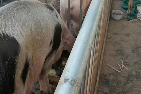 母猪拉干粪的有效的治疗方法，夏季一定要保证丰富的饮水