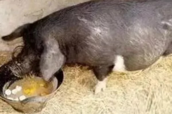 母猪拉干粪的有效的治疗方法，夏季一定要保证丰富的饮水