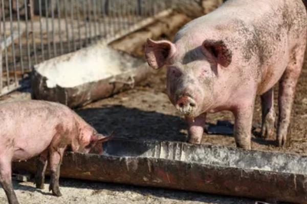 母猪拉干粪的有效的治疗方法，夏季一定要保证丰富的饮水