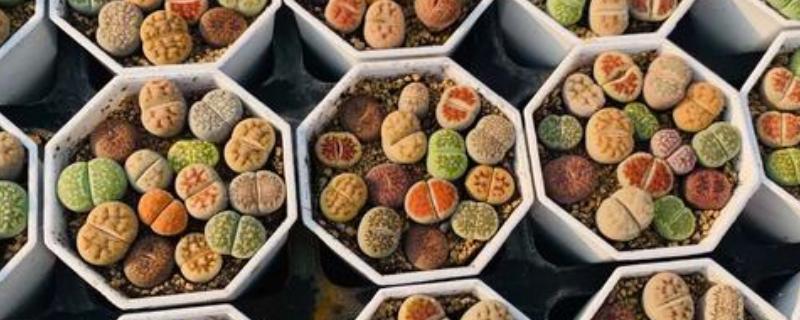 毛汉尼的养殖方法，适宜生长在疏松通气的中性沙壤土中