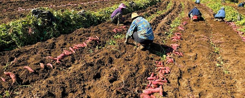 地瓜怎么种植，每穴播种1-2粒