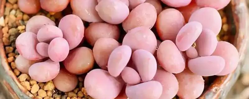 让桃蛋多肉变多头的方法，叶插繁殖容易长成多头的植株