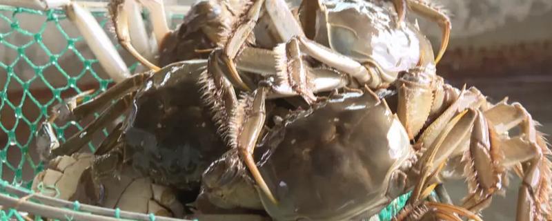 养殖螃蟹放养密度，水塘精养每亩可投放2000只