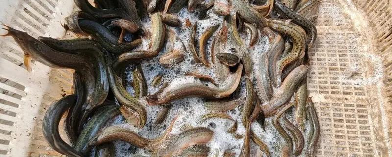 泥鳅喜欢吃的食物，鳅苗主食浮游动物