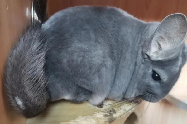 龙猫屁股毛发变黄了怎么处理,可以用温热的毛巾擦掉