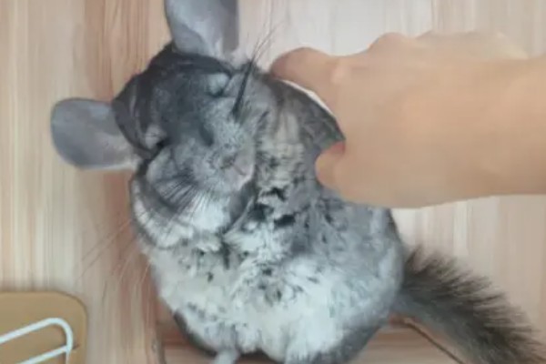 龙猫屁股毛发变黄了怎么处理,可以用温热的毛巾擦掉