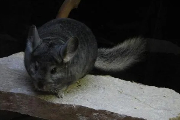 龙猫屁股毛发变黄了怎么处理,可以用温热的毛巾擦掉