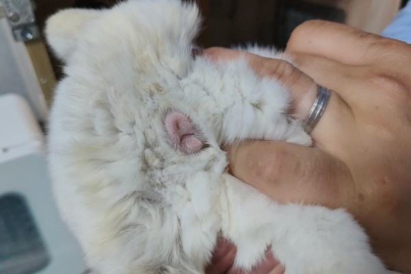 龙猫屁股毛发变黄了怎么处理,可以用温热的毛巾擦掉