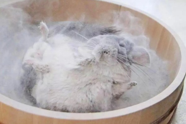 龙猫屁股毛发变黄了怎么处理,可以用温热的毛巾擦掉