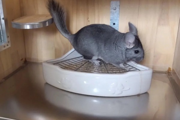 龙猫屁股毛发变黄了怎么处理,可以用温热的毛巾擦掉