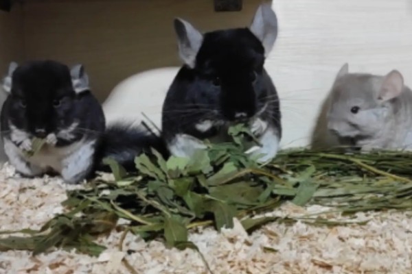 龙猫屁股毛发变黄了怎么处理,可以用温热的毛巾擦掉