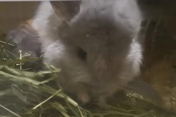 龙猫屁股毛发变黄了怎么处理,可以用温热的毛巾擦掉