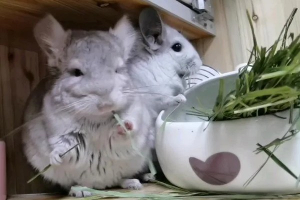 龙猫屁股毛发变黄了怎么处理,可以用温热的毛巾擦掉