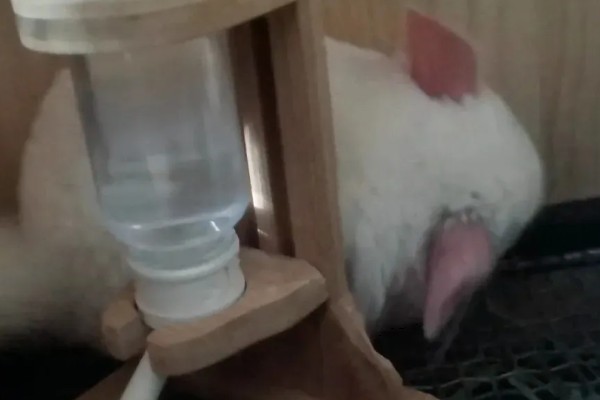 龙猫屁股毛发变黄了怎么处理,可以用温热的毛巾擦掉