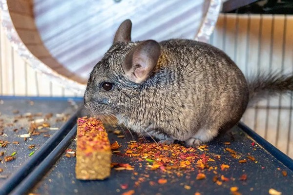 龙猫屁股毛发变黄了怎么处理,可以用温热的毛巾擦掉
