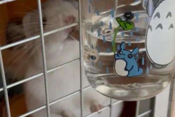 龙猫屁股毛发变黄了怎么处理,可以用温热的毛巾擦掉