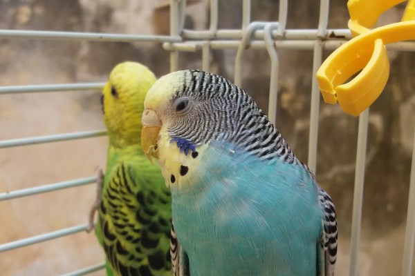 虎皮鹦鹉浑身发抖的原因，主要是感冒、受冻所致