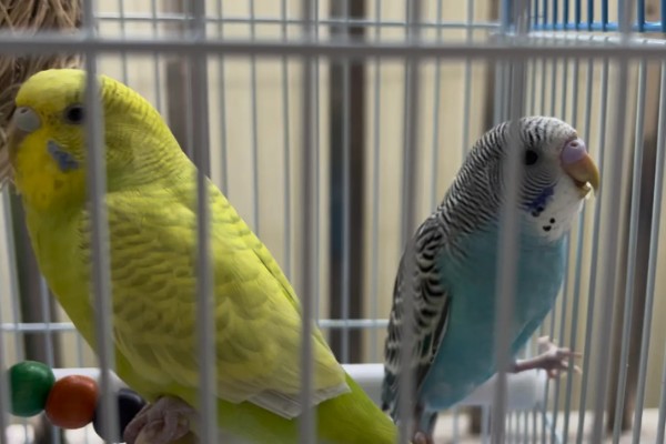 虎皮鹦鹉浑身发抖的原因，主要是感冒、受冻所致