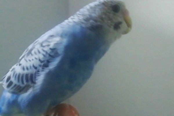 虎皮鹦鹉浑身发抖的原因，主要是感冒、受冻所致