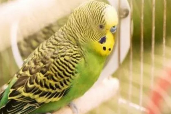 虎皮鹦鹉浑身发抖的原因，主要是感冒、受冻所致