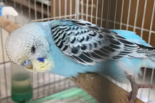 虎皮鹦鹉浑身发抖的原因，主要是感冒、受冻所致